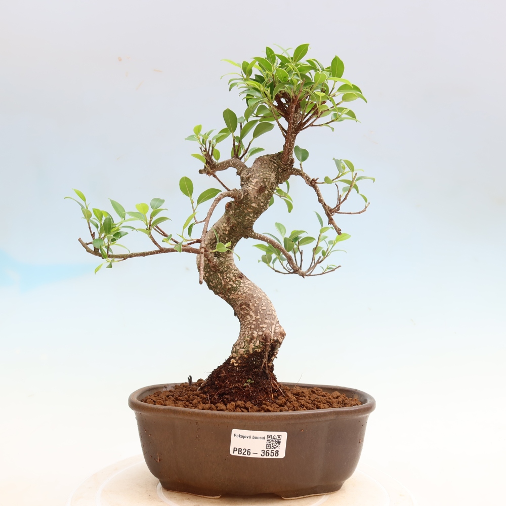 Izbové bonsaje - Ficus kimmen - drobnolistý fikus
