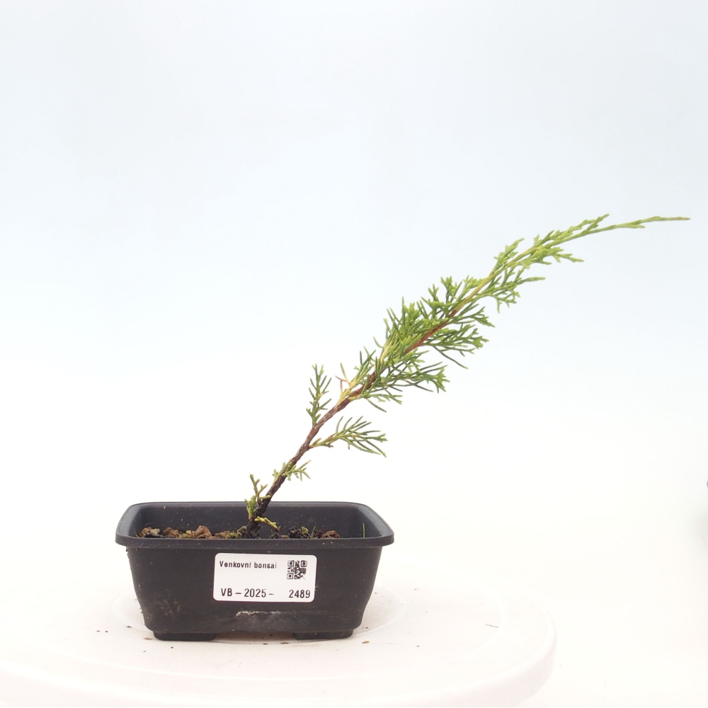 Vonkajší bonsai - Juniperus chinensis Itoigawa -Jalovec čínsky