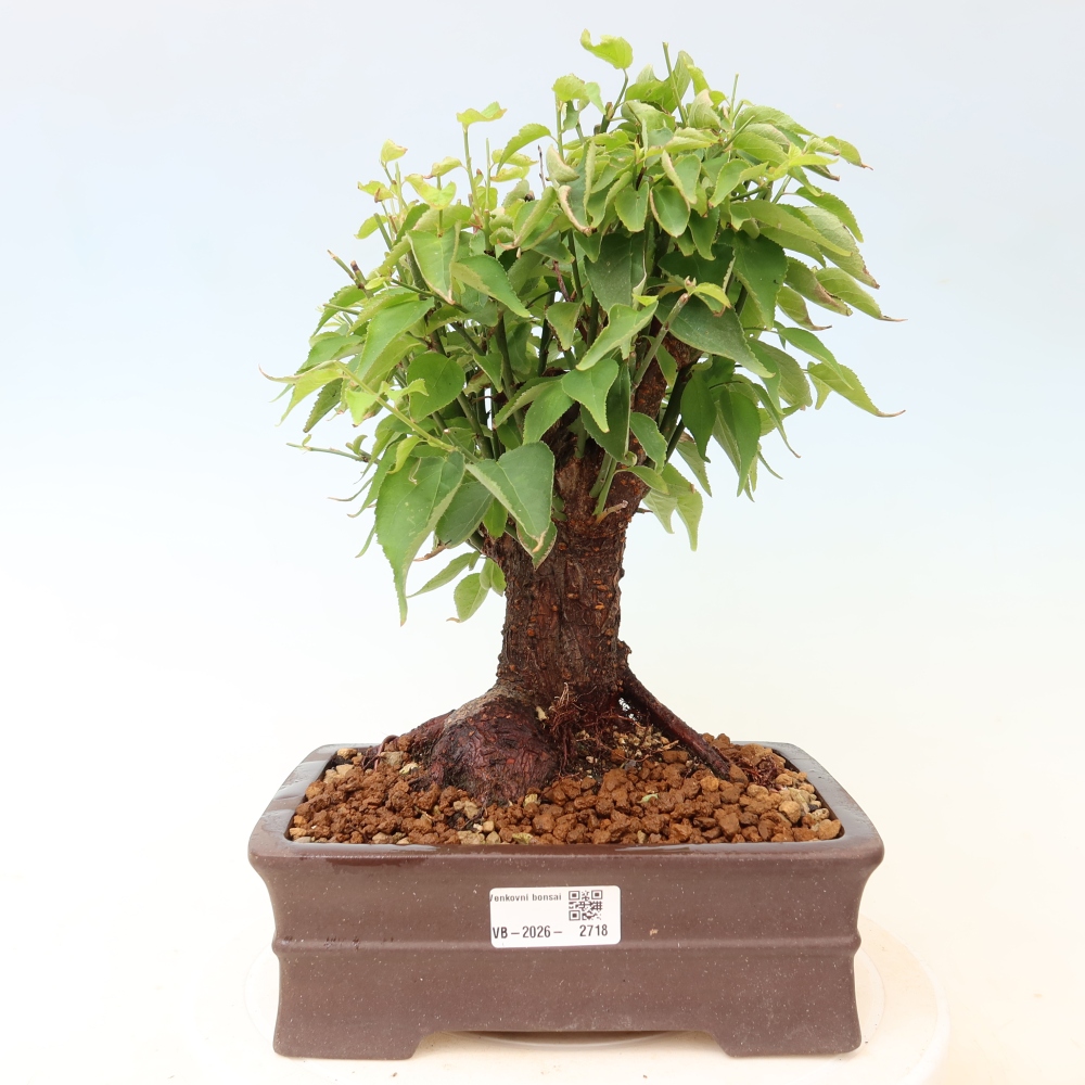 Vonkajšie bonsaje – Japonská marhuľa – Prunus Mume