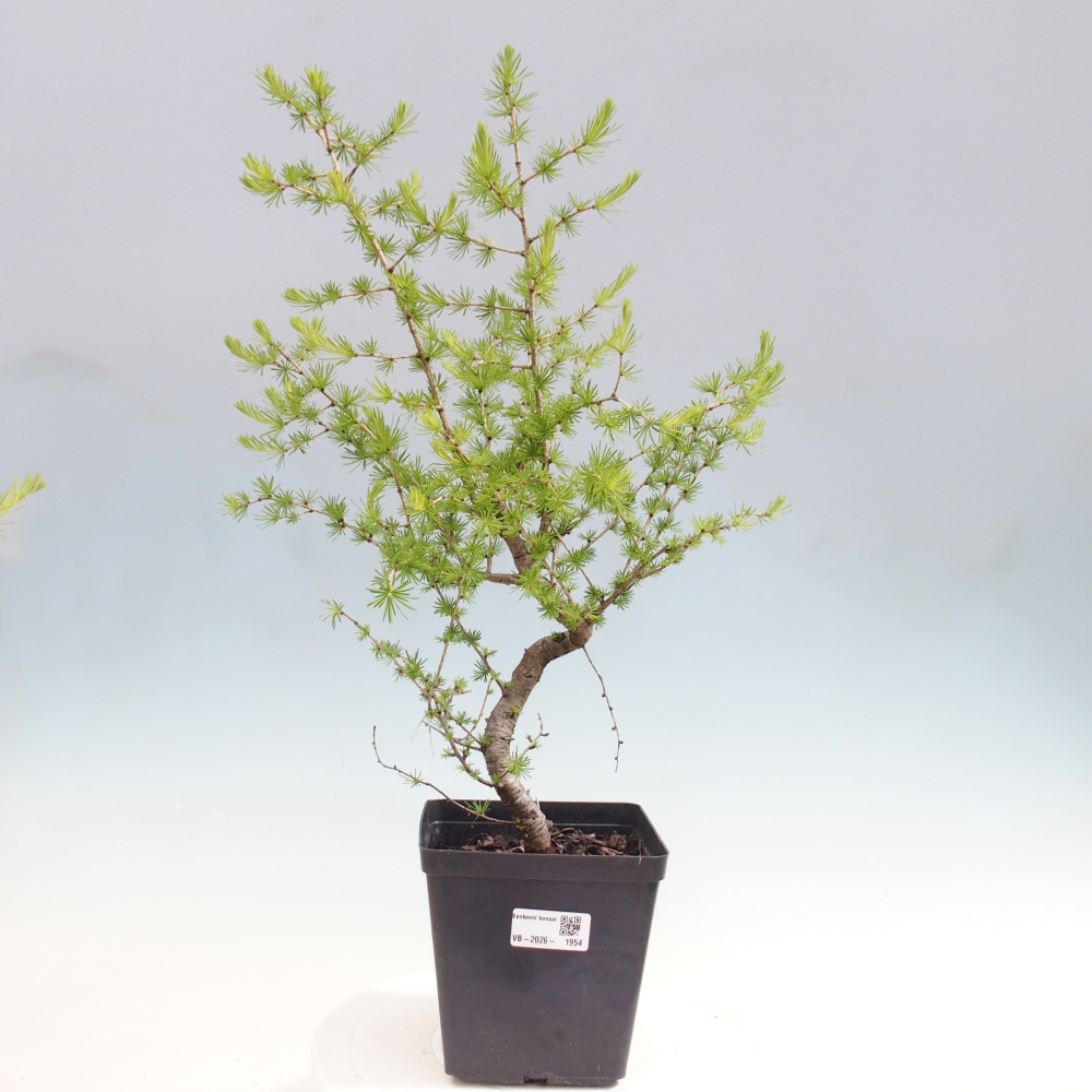 Vonkajšie bonsaje -Larix decidua - Smrekovec