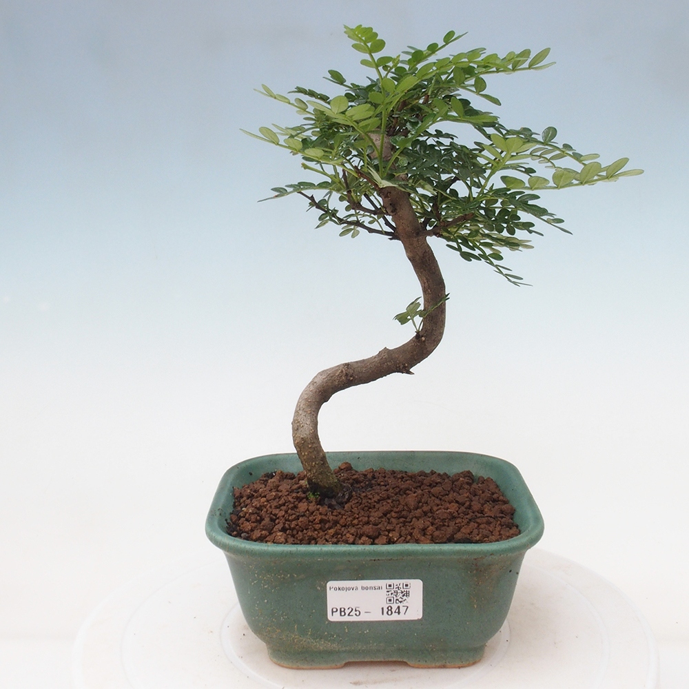 Izbová bonsai - Zantoxylum piperitum - piepor