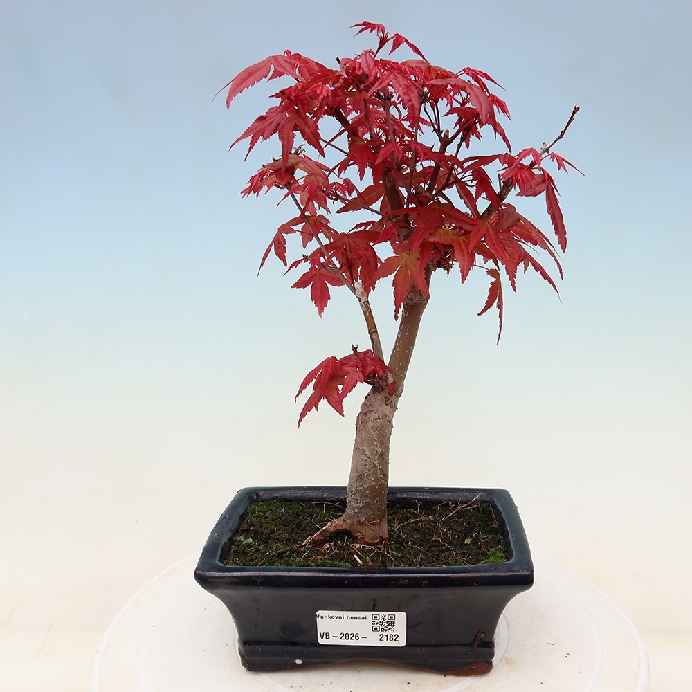 Vonkajší bonsaj - Acer palmatum DESHOJO