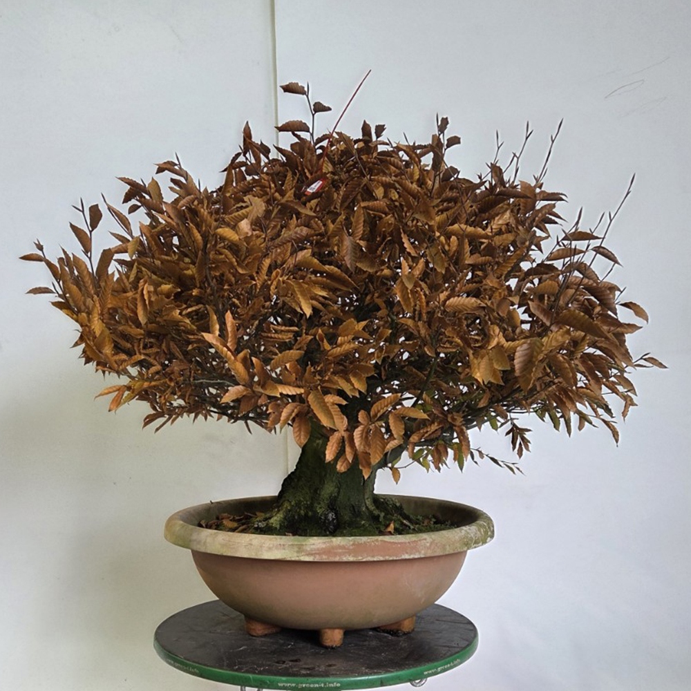 Vonkajšie bonsai -Fagus crenata