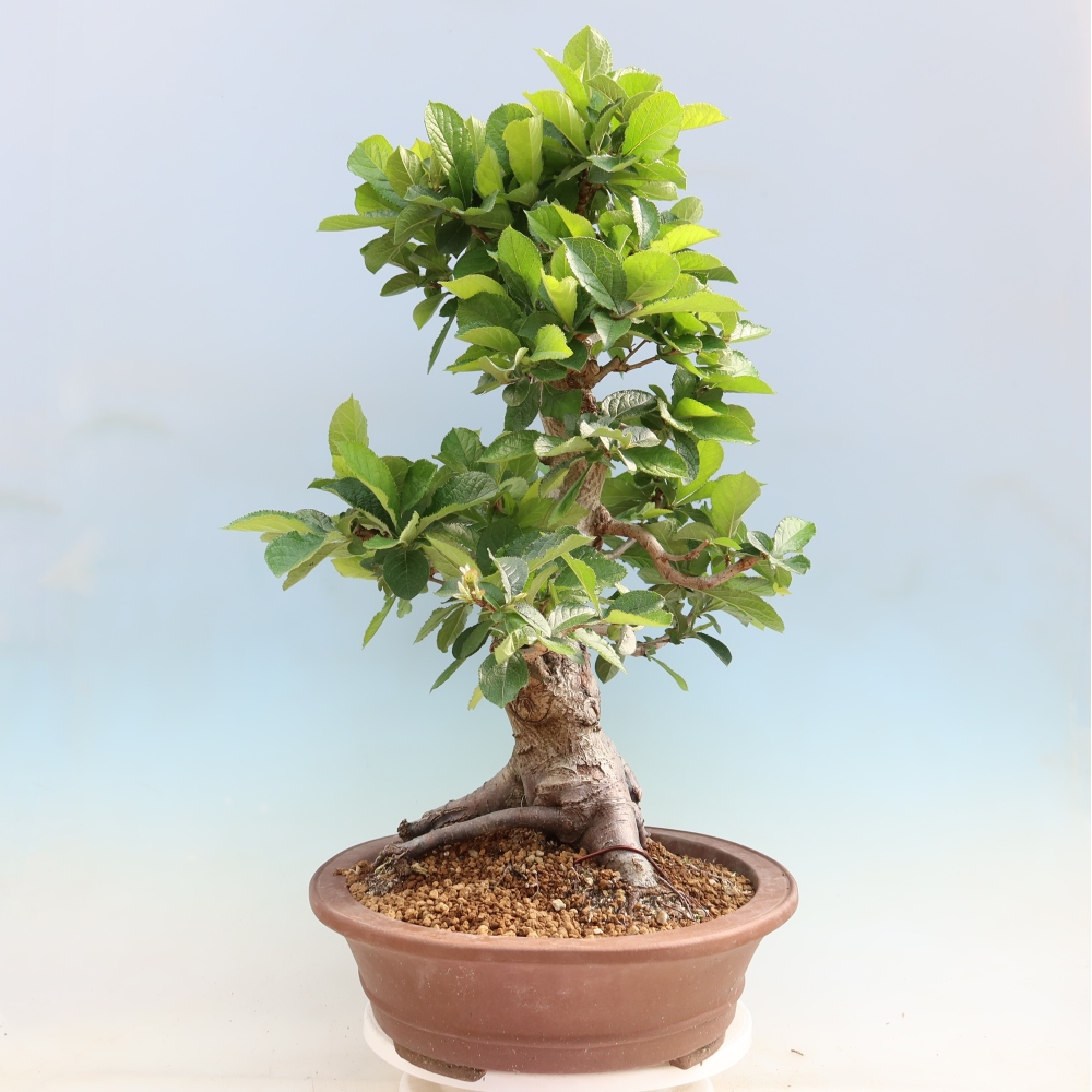 Vonkajšie bonsaje – Photinia chlpatá – Photinia villosa