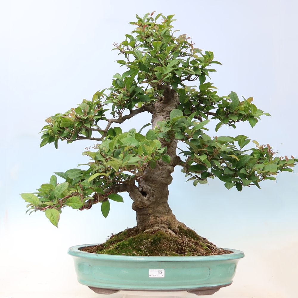 Vonkajší bonsai – Ilex serrata – cesmína pílkovitá
