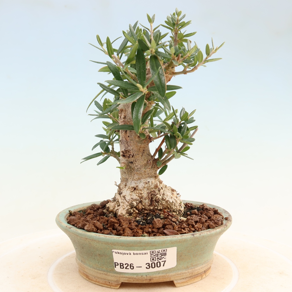 Izbový bonsaj - Olea europaea sylvestris