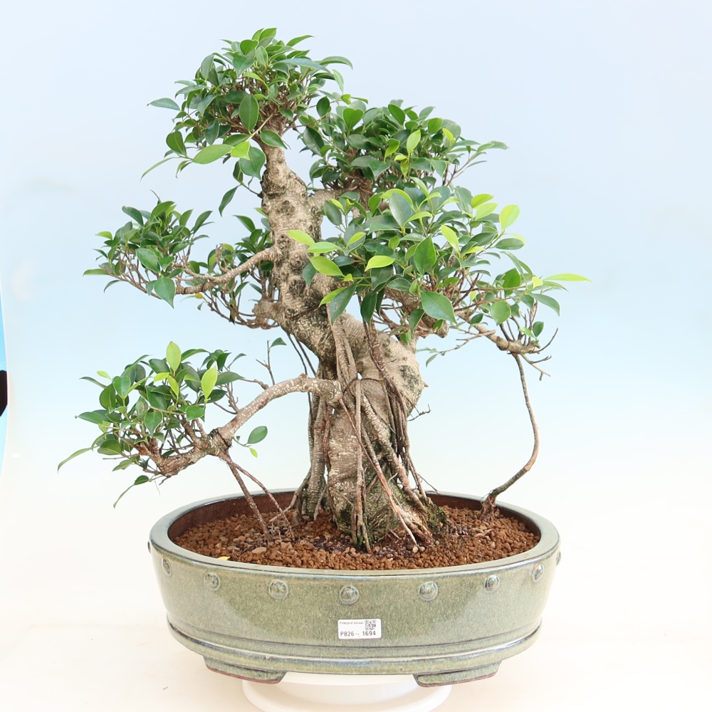 Izbové bonsaje - Ficus kimmen - drobnolistý fikus