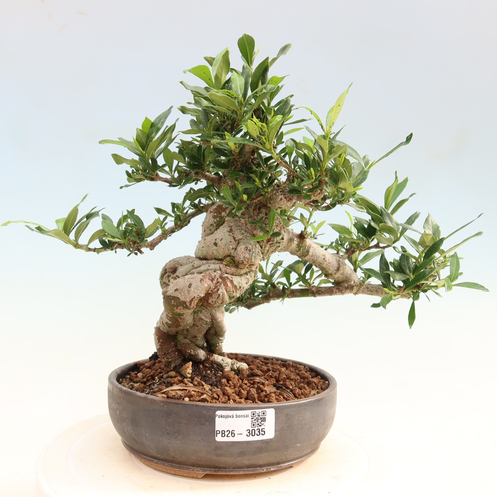 Izba bonsai – Gardenia jasminoides – gardénia