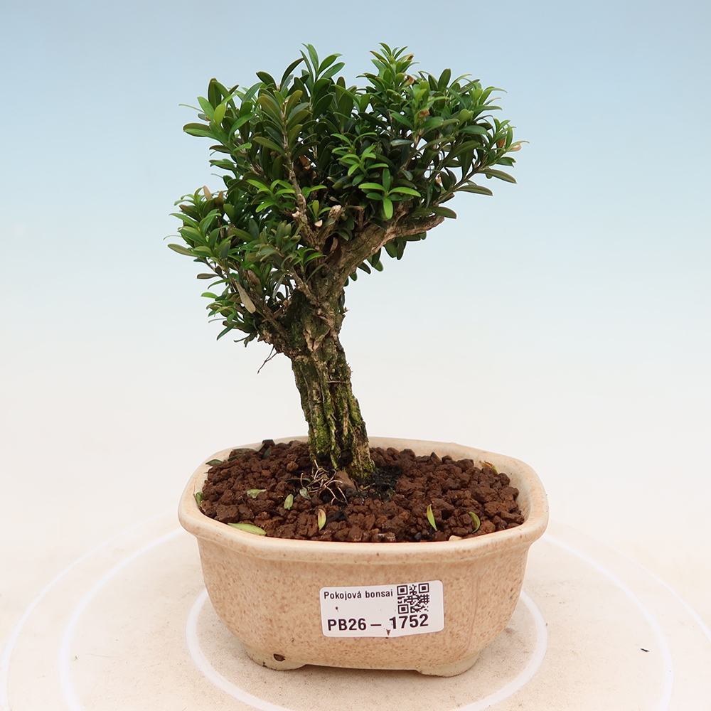 Izbové bonsaje - Buxus harlandii - korkový buxus