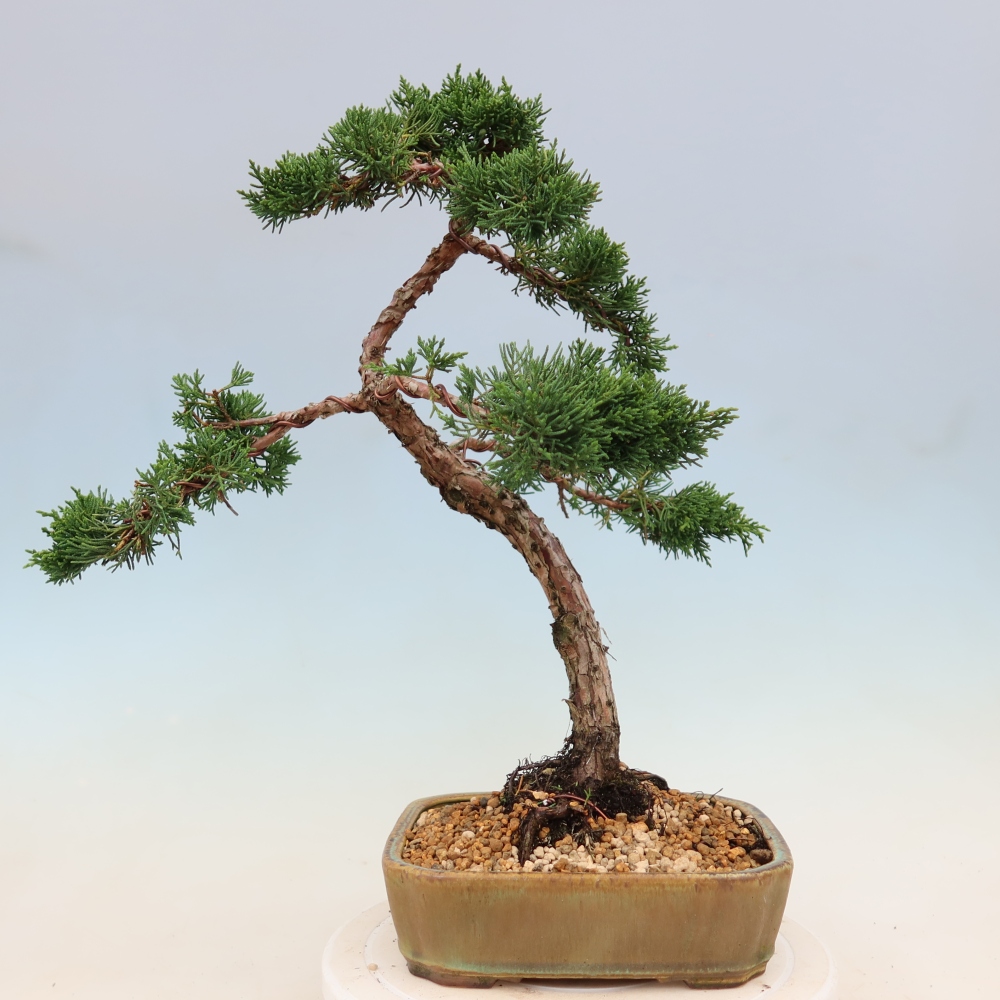Vonkajší bonsaj - Juniperus chinensis Kishu