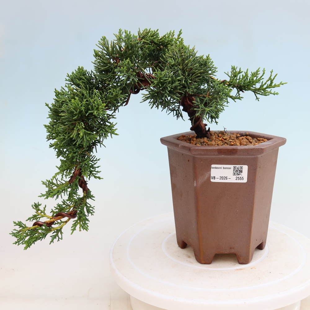Vonkajší bonsaj - Juniperus chinensis Kishu