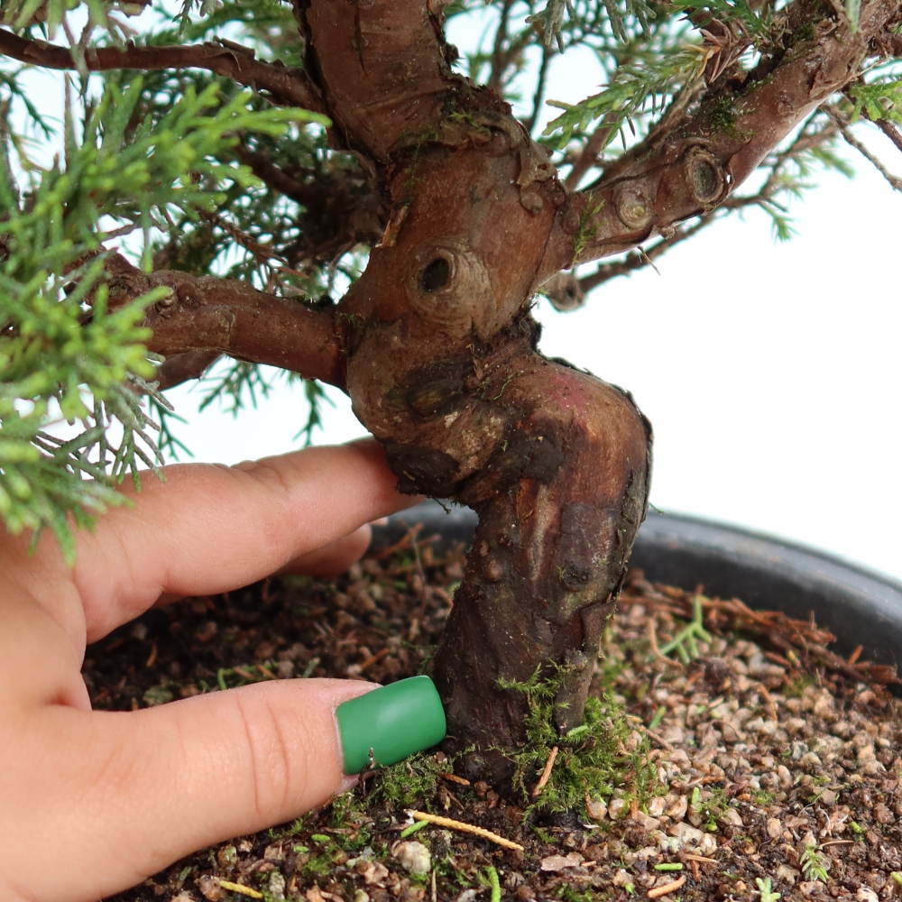 Vonkajší bonsai – Juniperus chinensis Itoigawa – čínsky jalovec