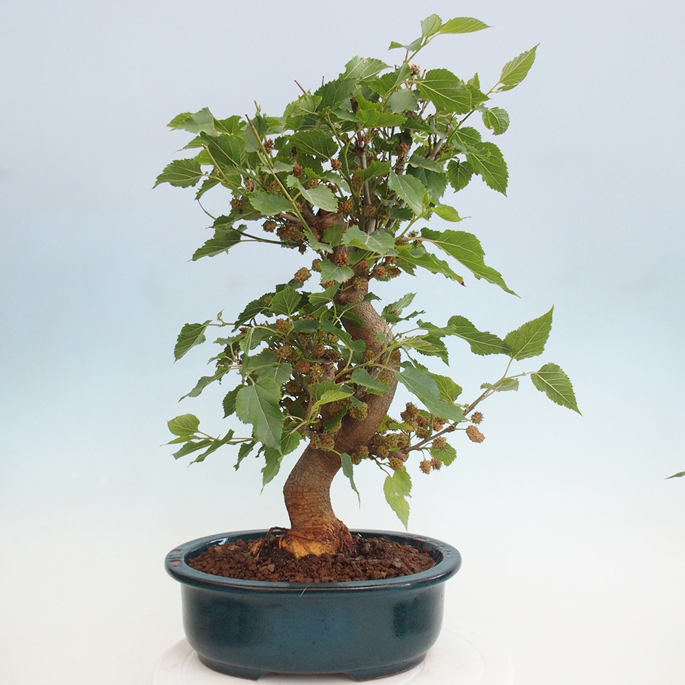Vonkajšie bonsai -Morus albumy - moruše