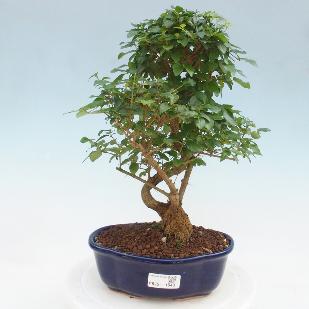 Izbová bonsai -Ligustrum chinensis - Vtáčí zob