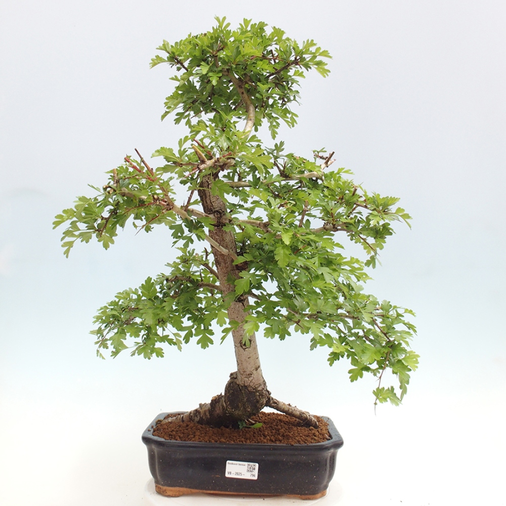 Vonkajší bonsai - Hloh - Crataegus monogyna