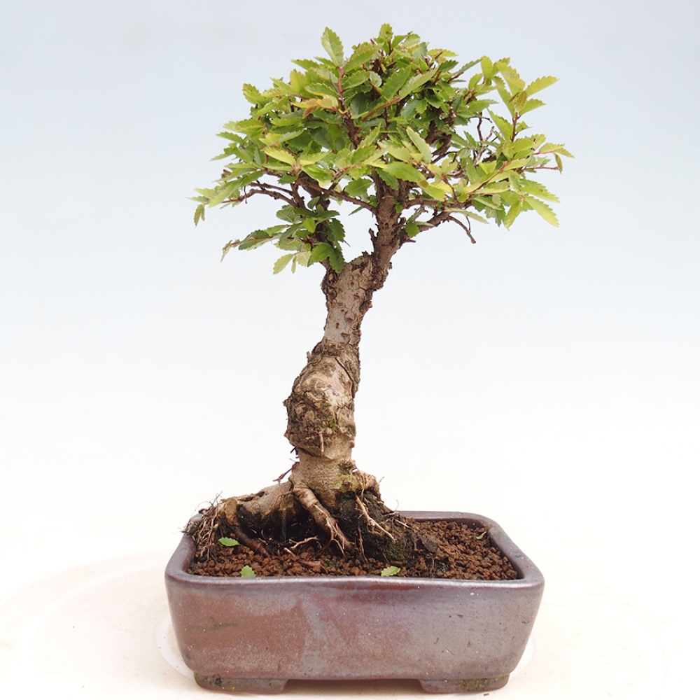Vonkajšie bonsai - Zelkova - Zelkova Nirom