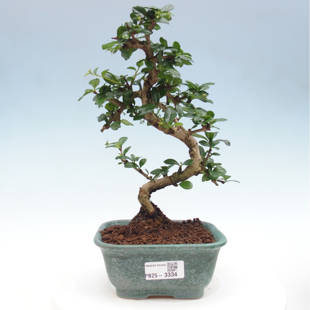 Izbová bonsai - Carmona macrophylla - Čaj fuki