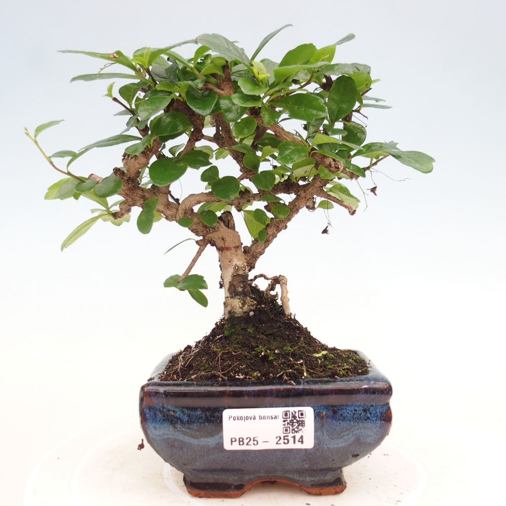 Izbová bonsai - Carmona macrophylla - Čaj fuki