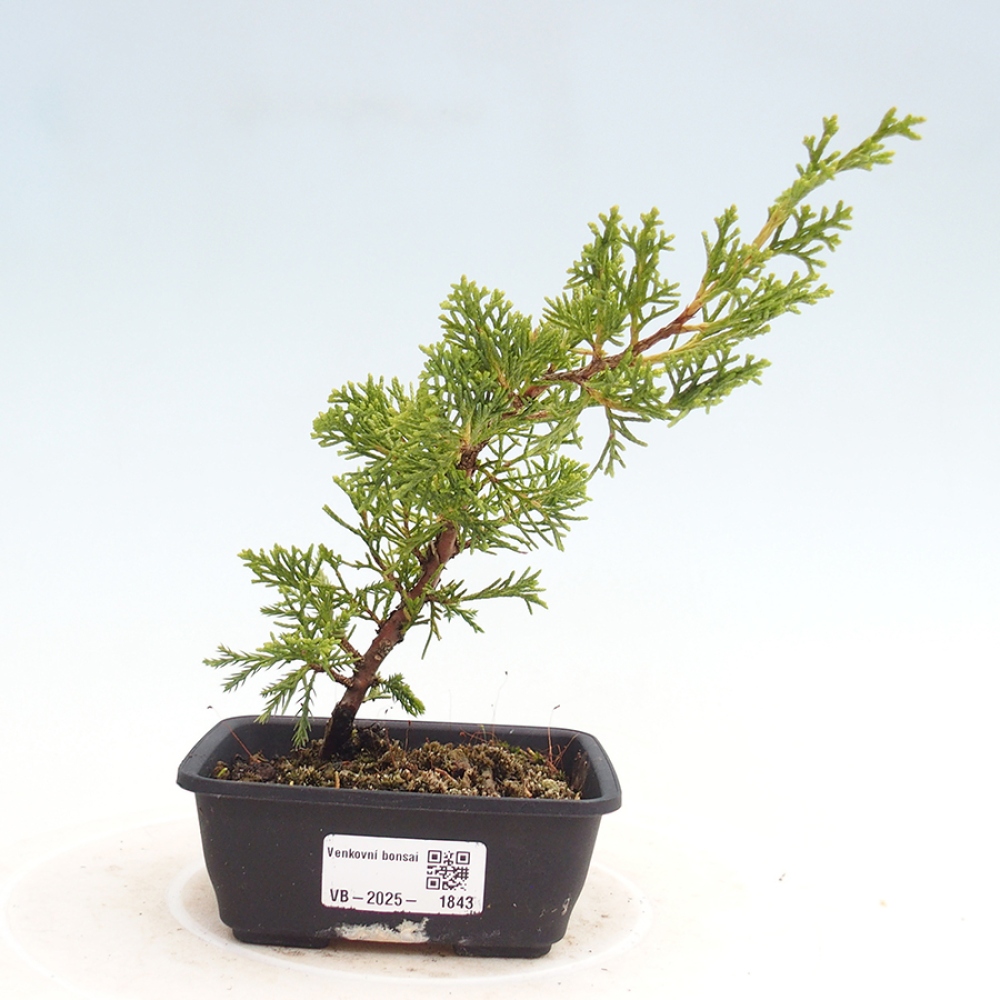 Vonkajší bonsai - Juniperus chinensis Itoigawa -Jalovec čínsky