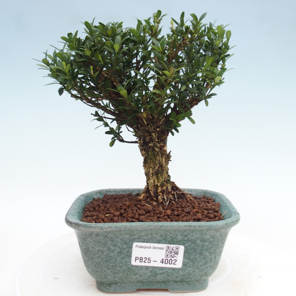 Izbová bonsai - Buxus harlandii - korkový buxus