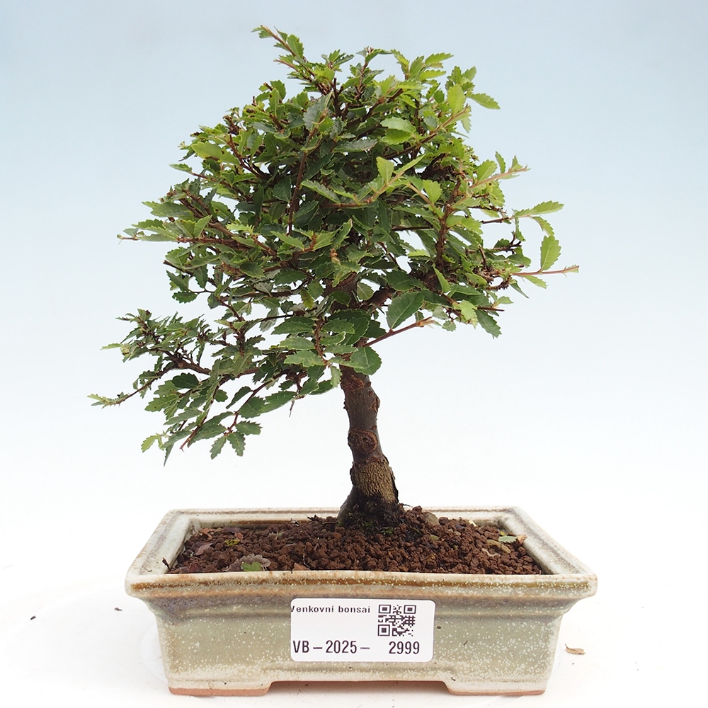 Vonkajší bonsai - Ulmus parvifolia Sagei - Malolistý brest