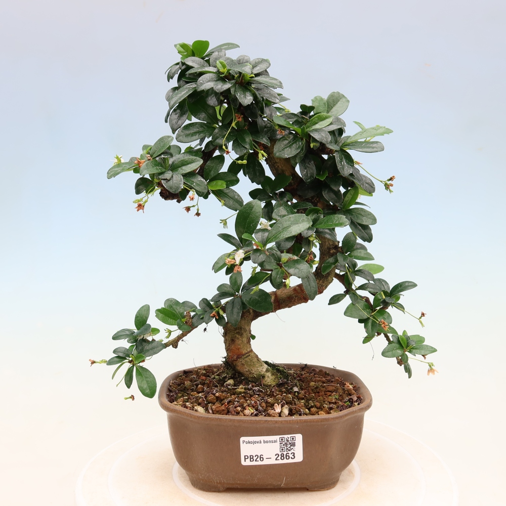 Izbové bonsaje - Carmona macrophylla - Tea fuki