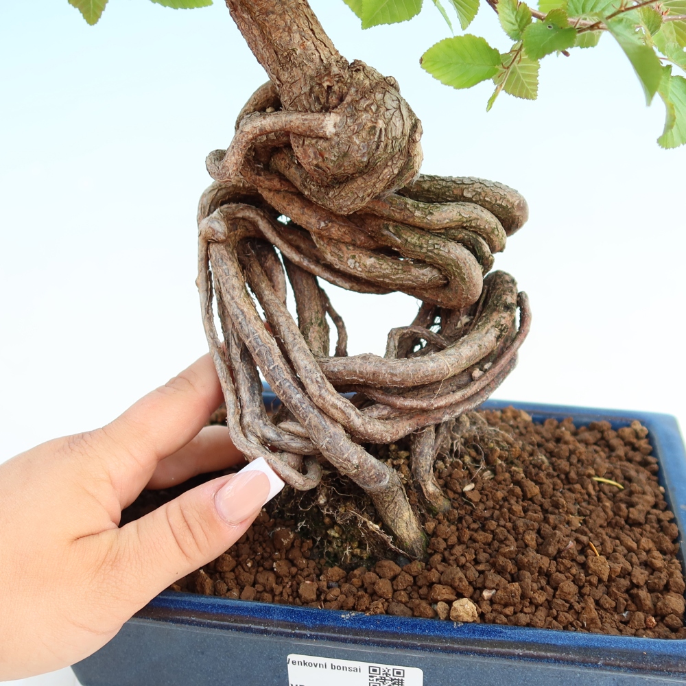 Vonkajší bonsaj -Carpinus coreana - Hrab kórejský