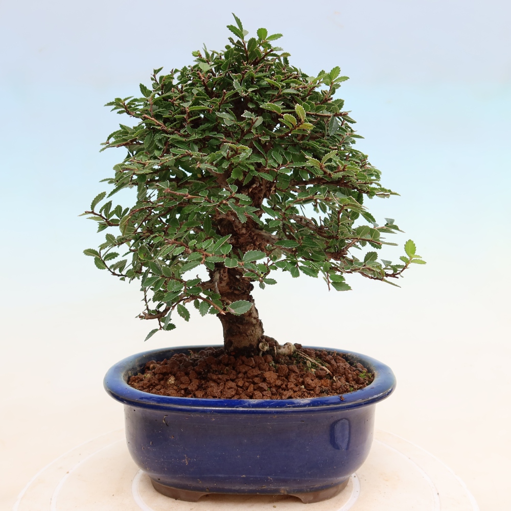 Vonkajšie bonsaje - Zelkova - Zelkova NIRE