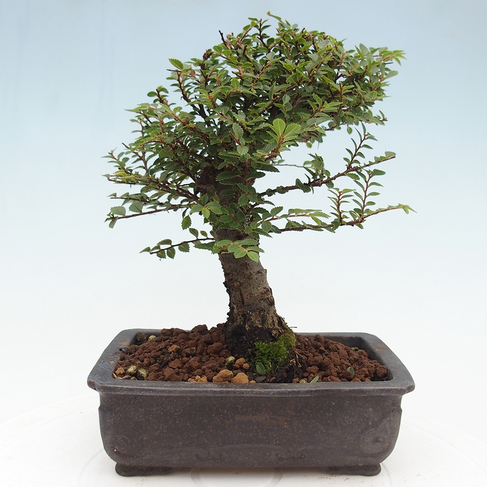 Vonkajší bonsaj - Ulmus parvifolia Hokkaido - čínsky brest
