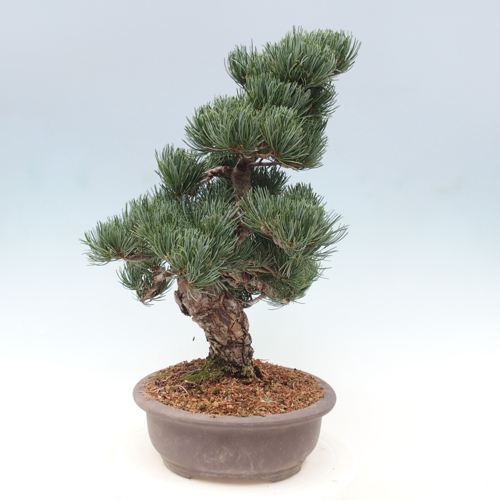 Vonkajšie bonsai - Pinus parviflora - Borovica drobnokvetá
