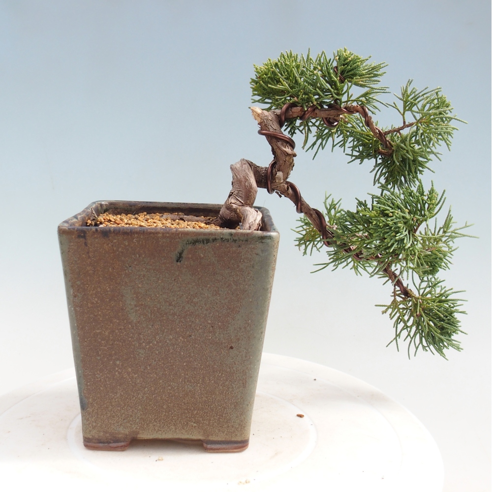 Vonkajší bonsaj - Juniperus chinensis Kishu