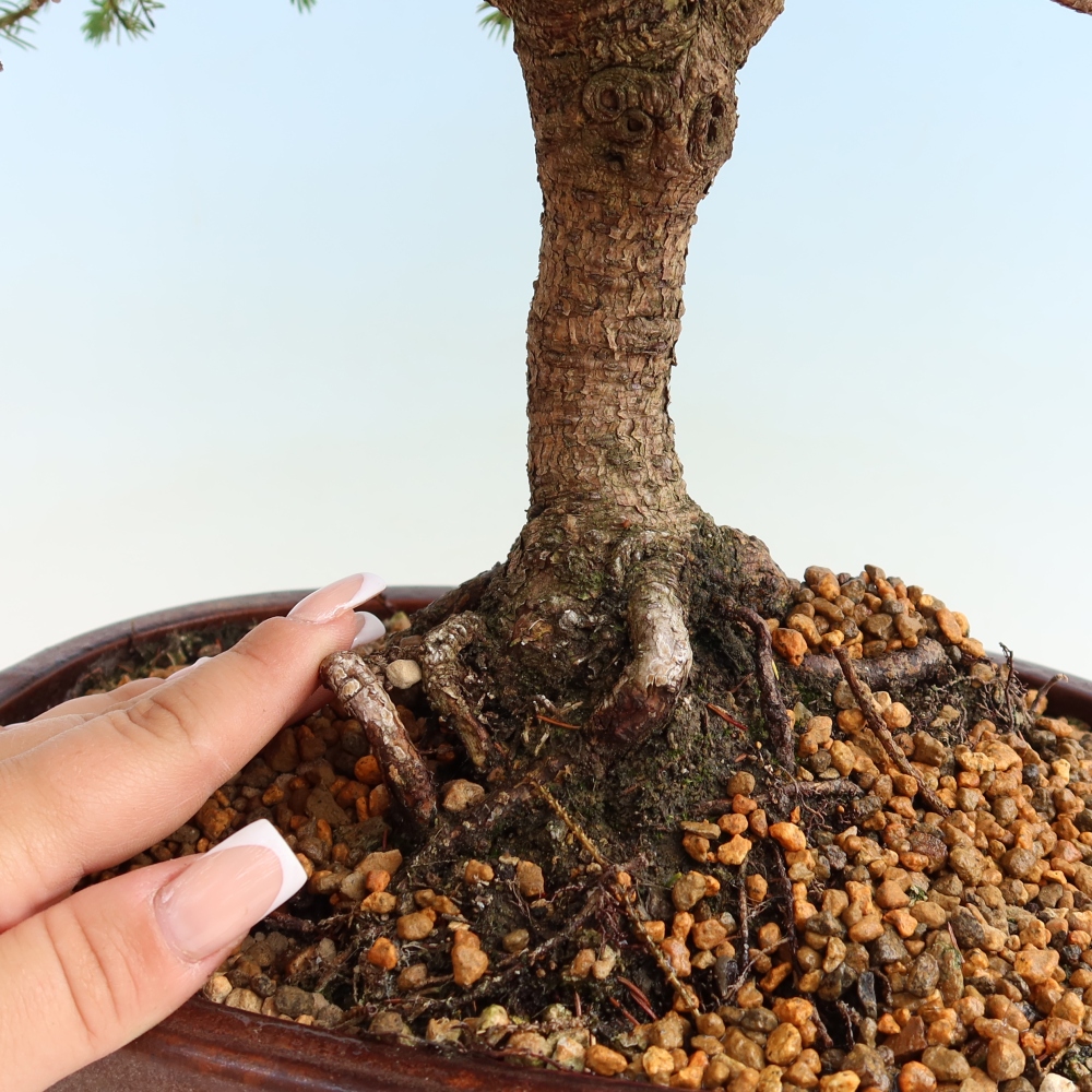 Vonkajší bonsai – Picea glauca Echiniformis – Smrek sivý
