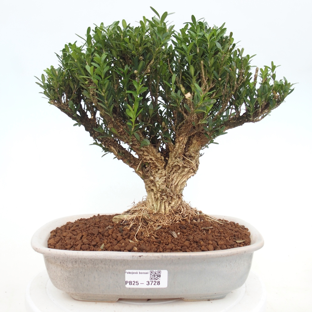 Izbové bonsaje - Buxus harlandii - korkový buxus