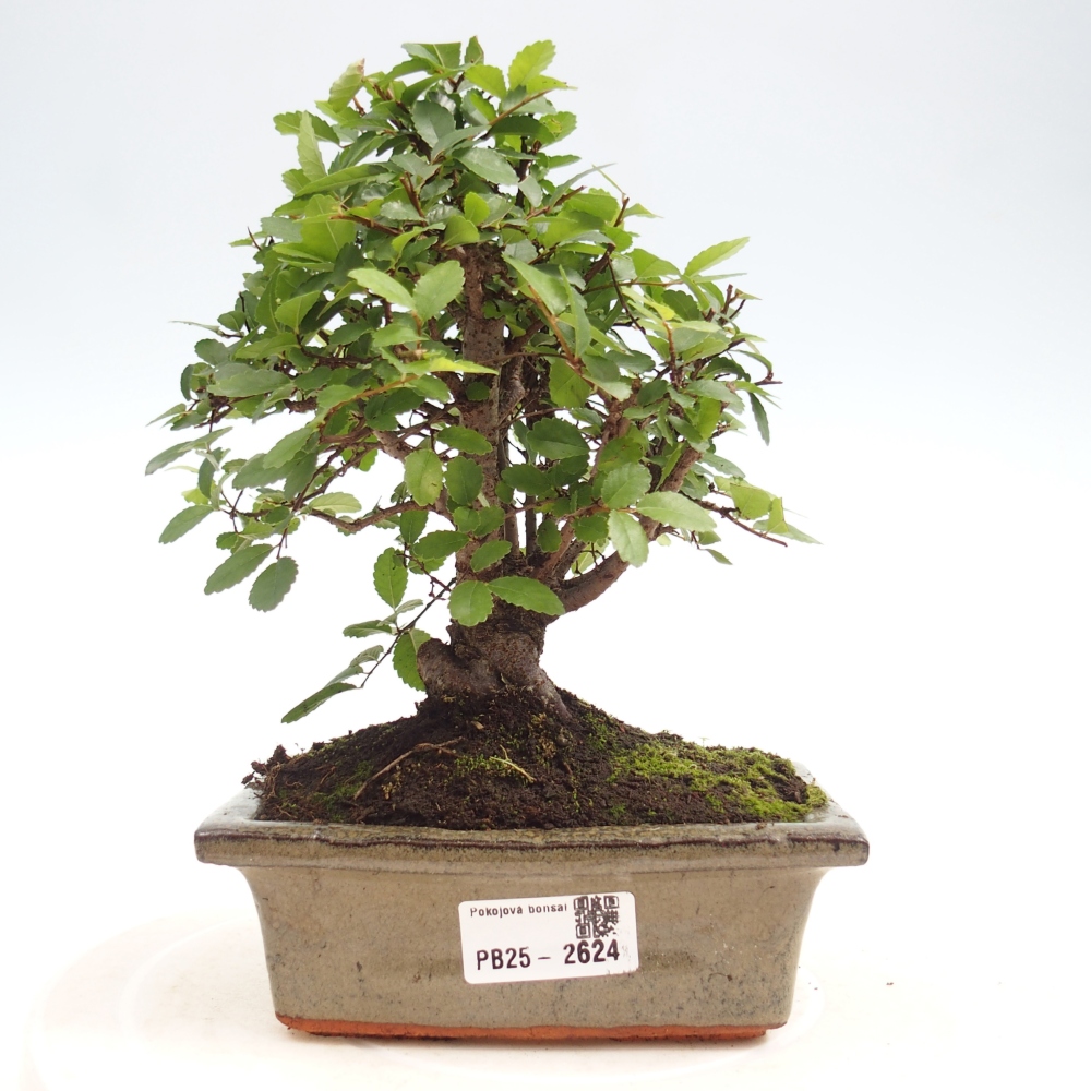 Izbová bonsai - Ulmus parvifolia - malolistá brest
