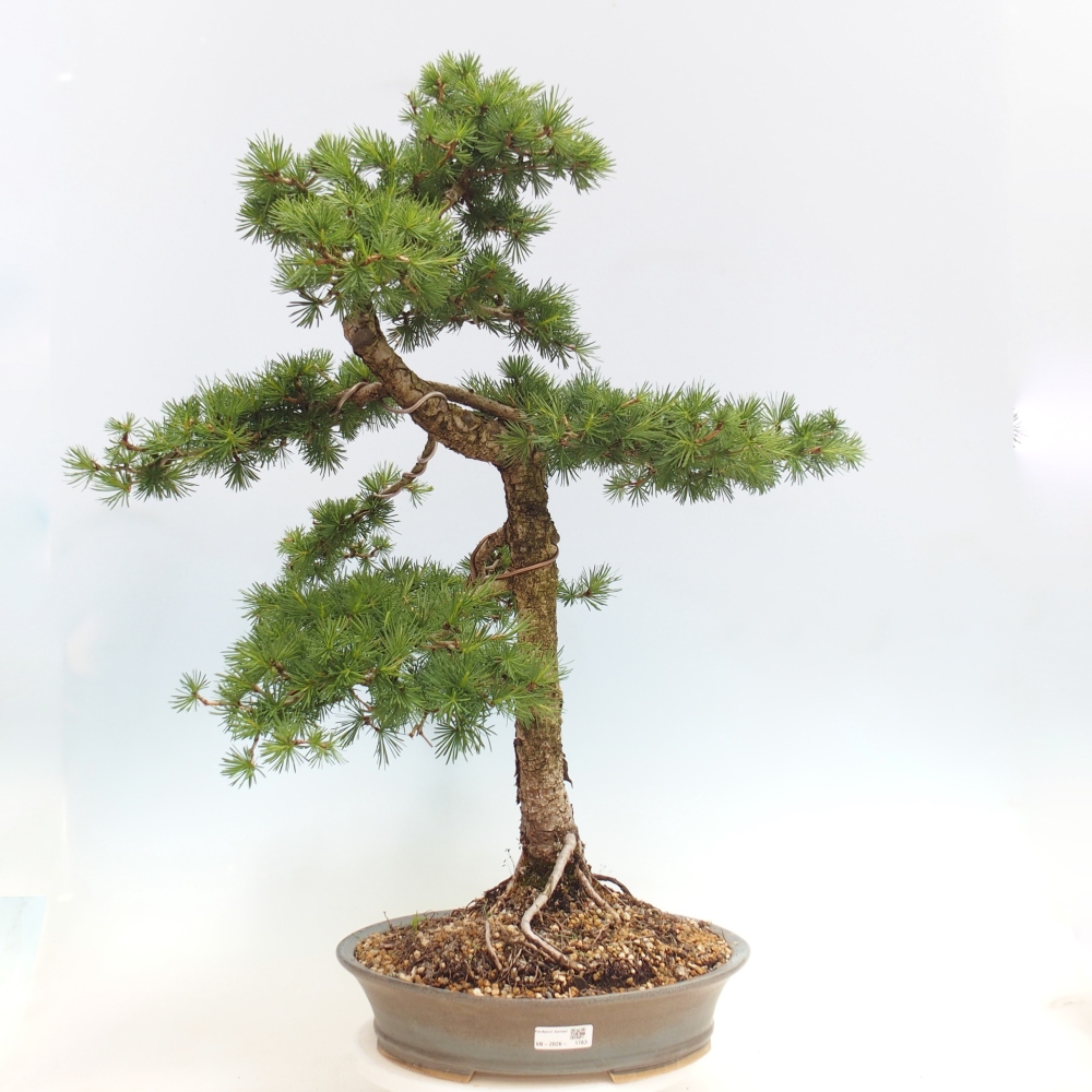 Vonkajšie bonsaje -Larix decidua - Smrekovec