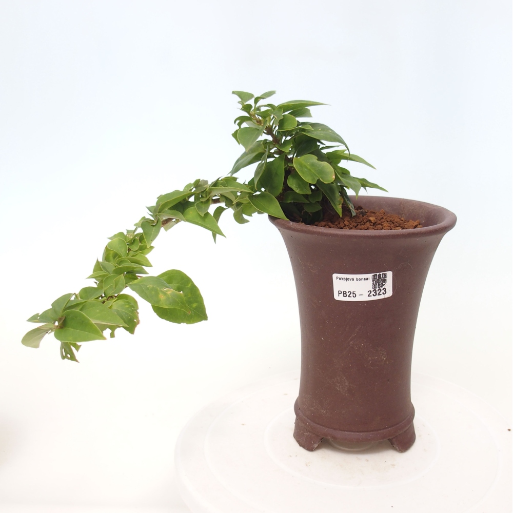 Izbová bonsai - Bouganwilea