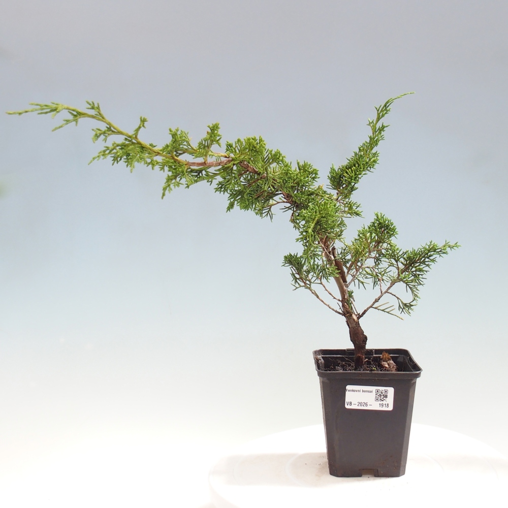 Vonkajší bonsaj - Juniperus chinensis Itoigawa