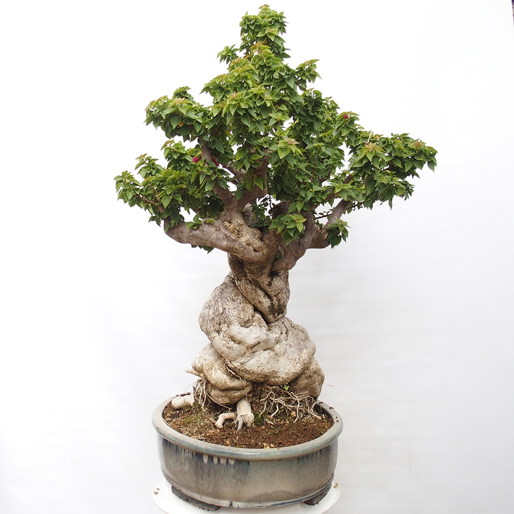 Izbová bonsai - Bouganwilea