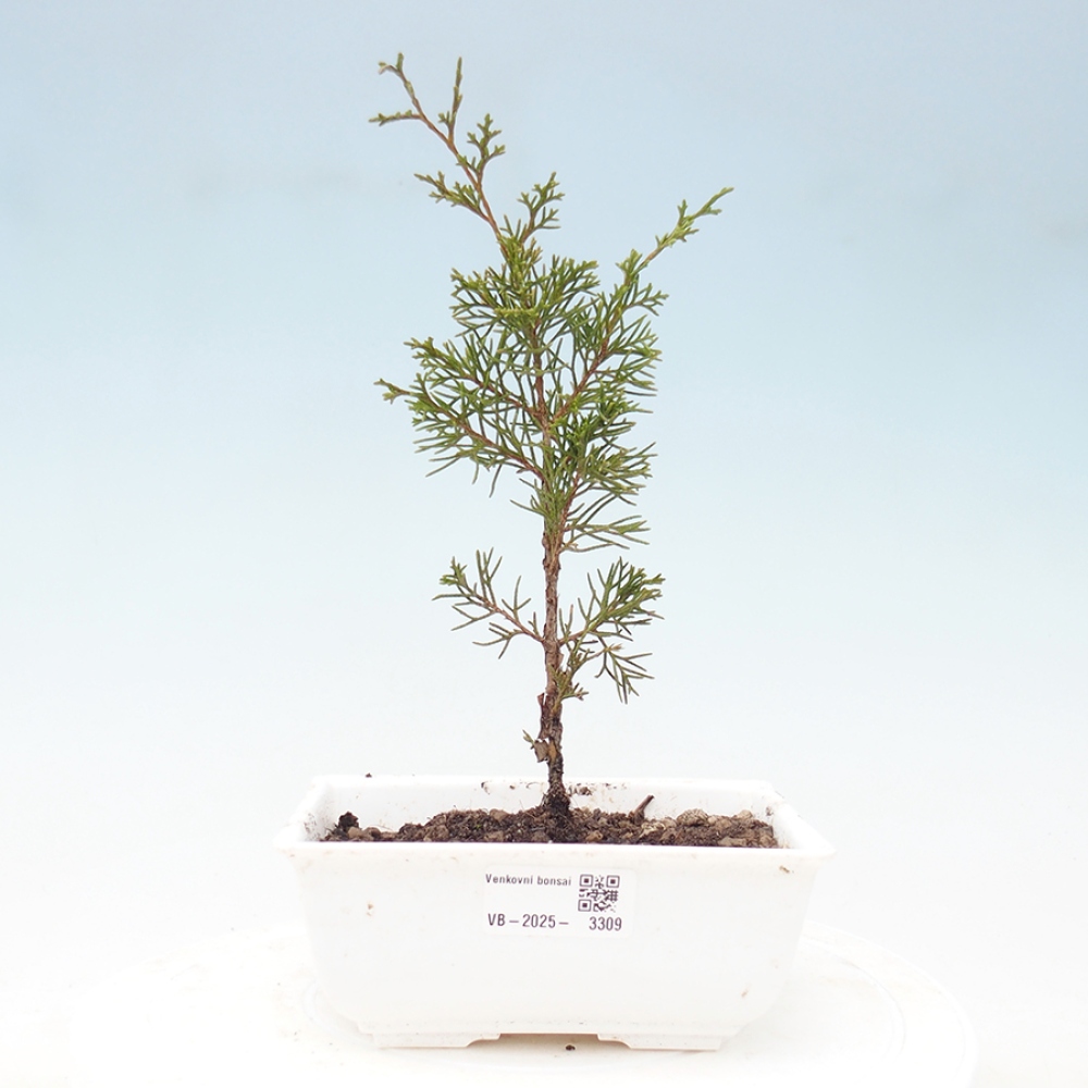 Vonkajší bonsai - Juniperus chinensis Itoigawa -Jalovec čínsky