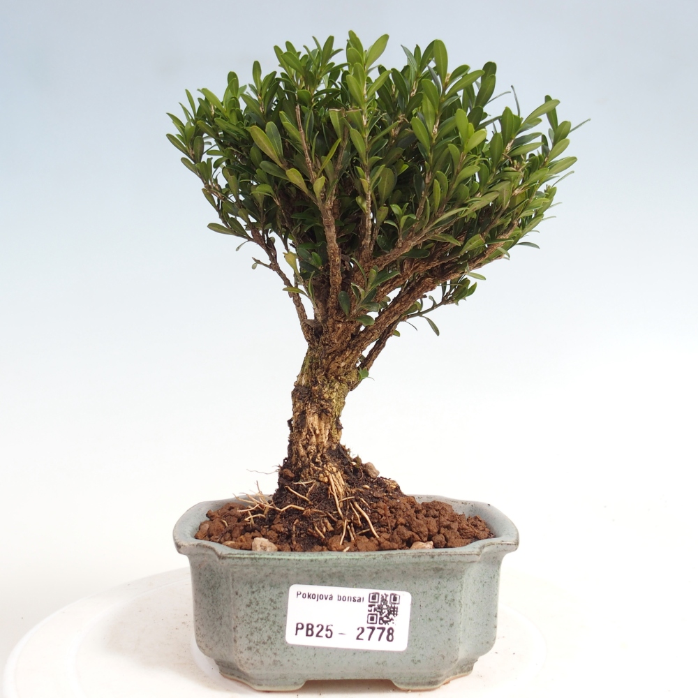 Izbová bonsai - Buxus harlandii -korkový buxus