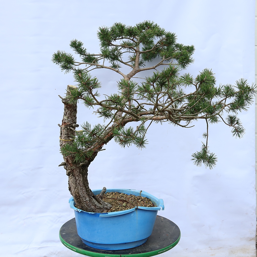 Pinus sylvestris Španielsko – borovica lesná