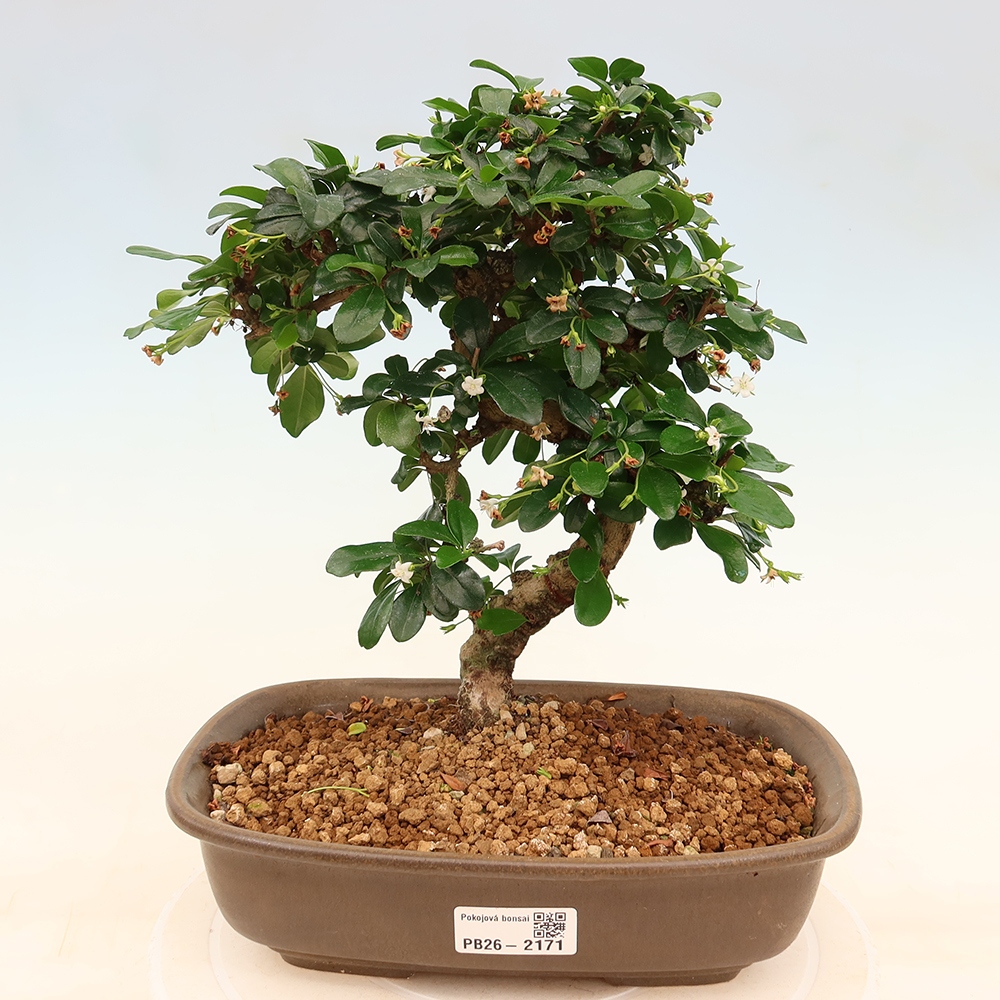 Izbové bonsaje - Carmona macrophylla - Tea fuki