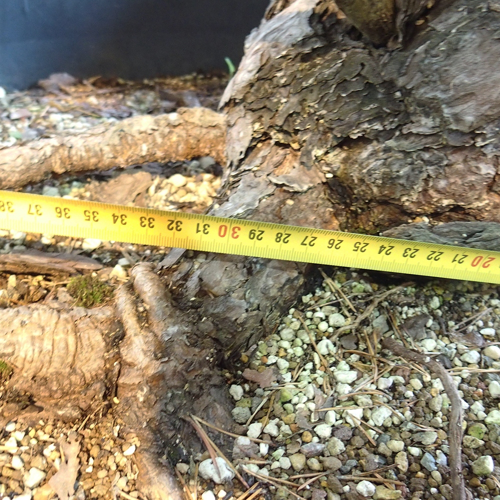 Yamadori - Pinus sylvestris Španielsko