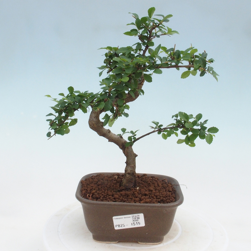 Izbová bonsai-malolistá brest 