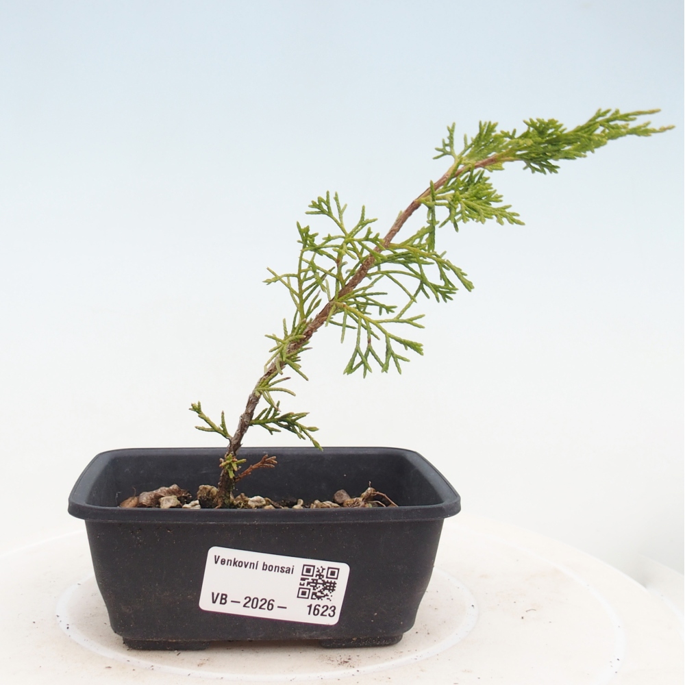 Vonkajší bonsaj - Juniperus chinensis Itoigawa