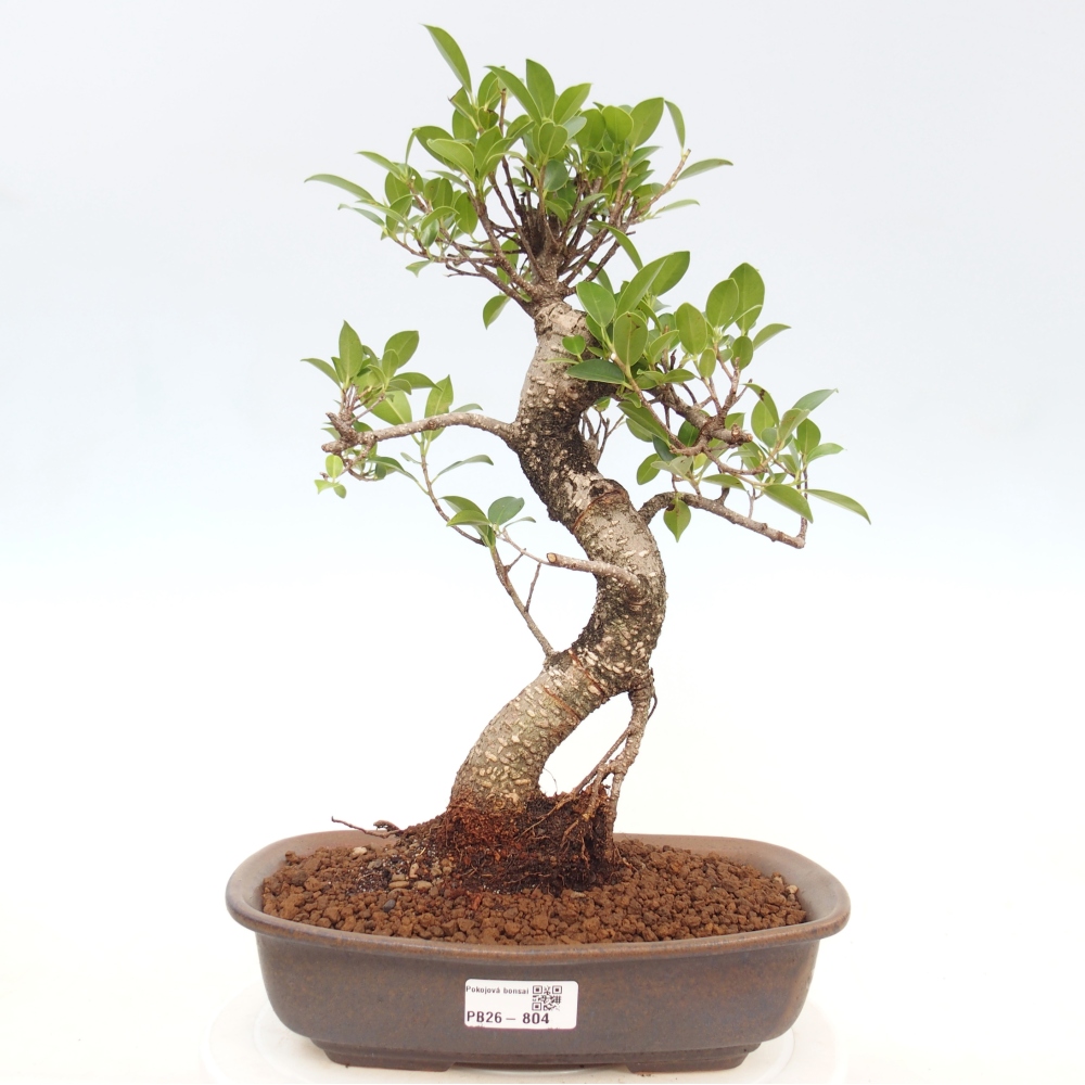 Izbová bonsai - Ficus kimmen - malolistá fikus