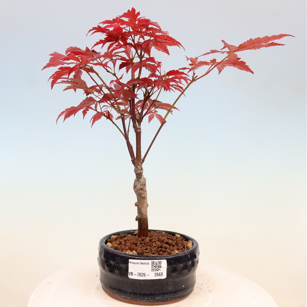 Vonkajšia bonsaj - palma Acer. Atropurpureum-Javor palmový