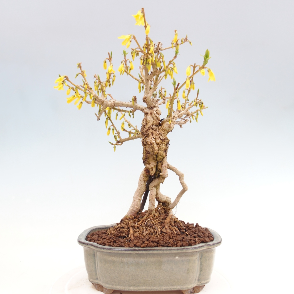 Vonkajšie bonsaje - Zlatice - Forsythia koreana