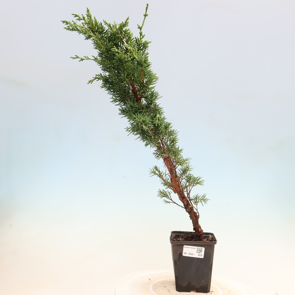 Vonkajší bonsaj - Juniperus chinensis Kishu