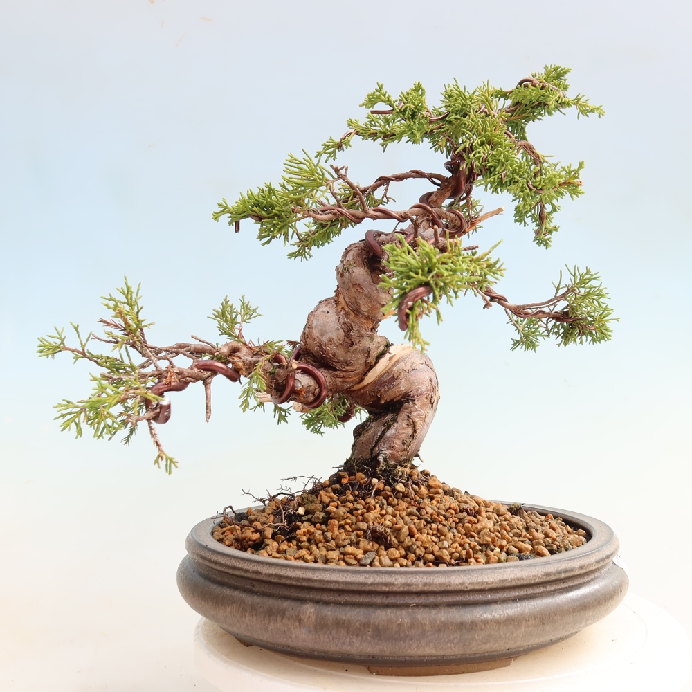 Vonkajší bonsai – Juniperus chinensis Itoigawa – čínsky jalovec